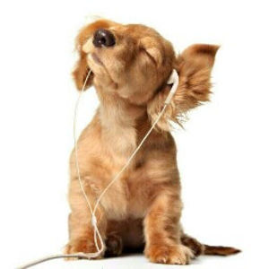 Meet your Posher, Destiny